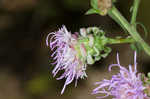 Roughleaf blazing star <BR>Tall blazing star